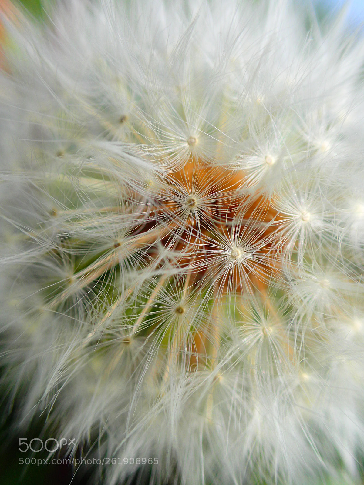 Olympus TG-4 sample photo. Dainty dandelion photography