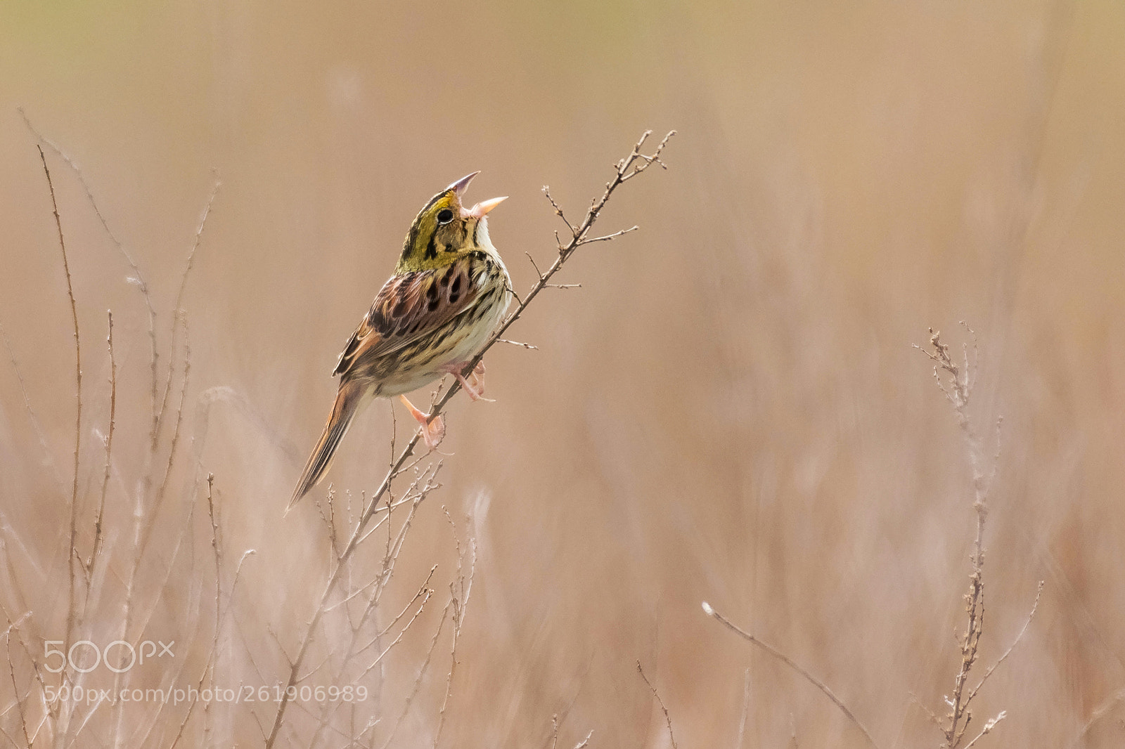 Nikon D7200 sample photo. Henslow's sparrow photography