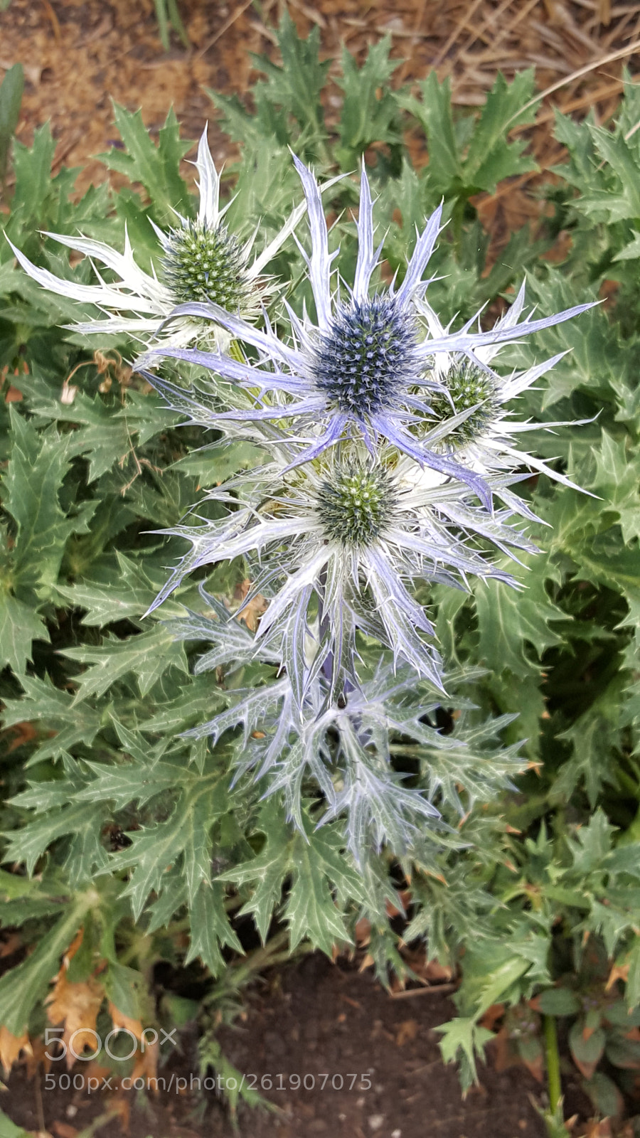 Samsung Galaxy S6 sample photo. A thistle i think! photography