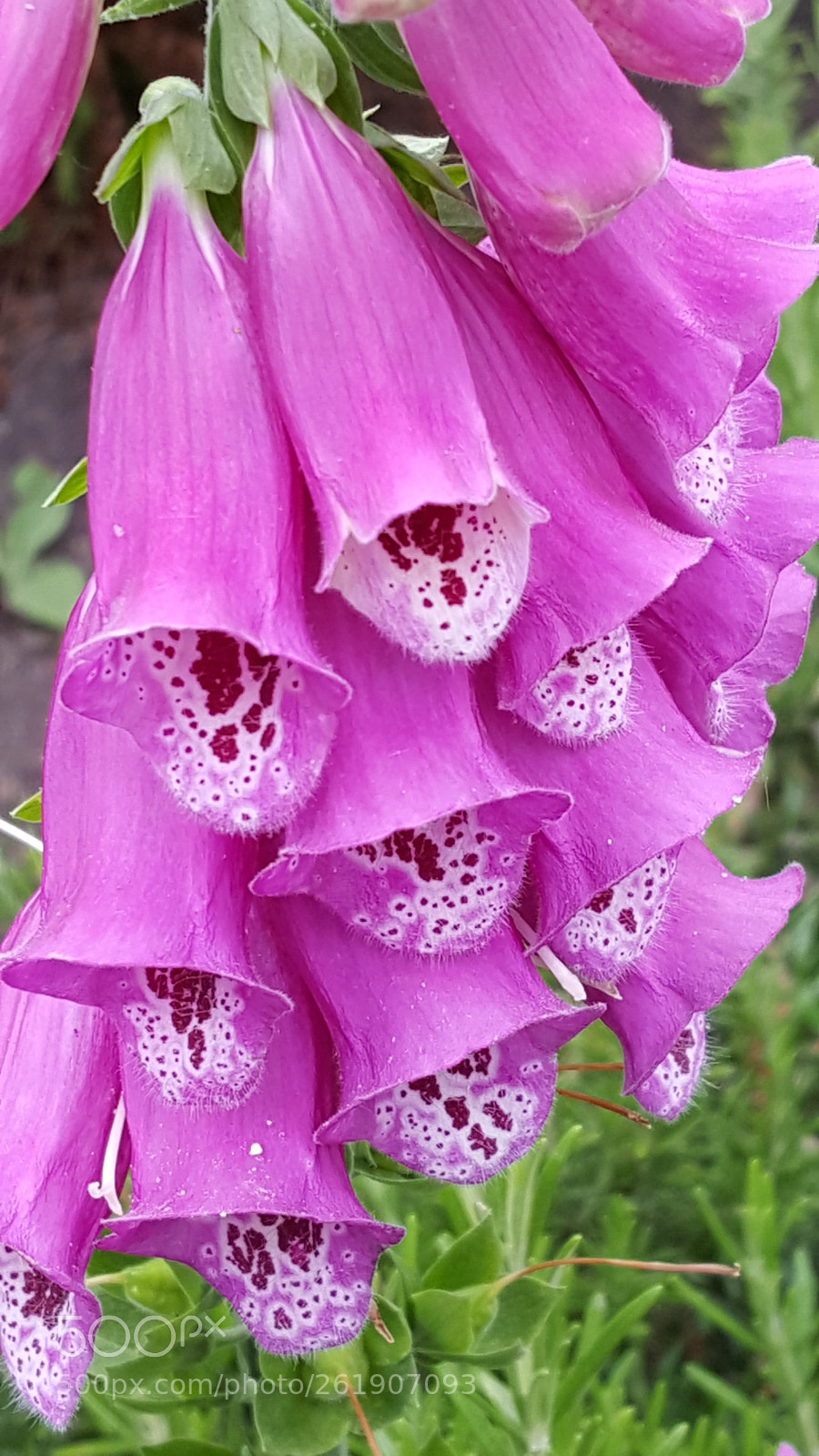 Samsung Galaxy S6 sample photo. Foxgloves in hyde park photography