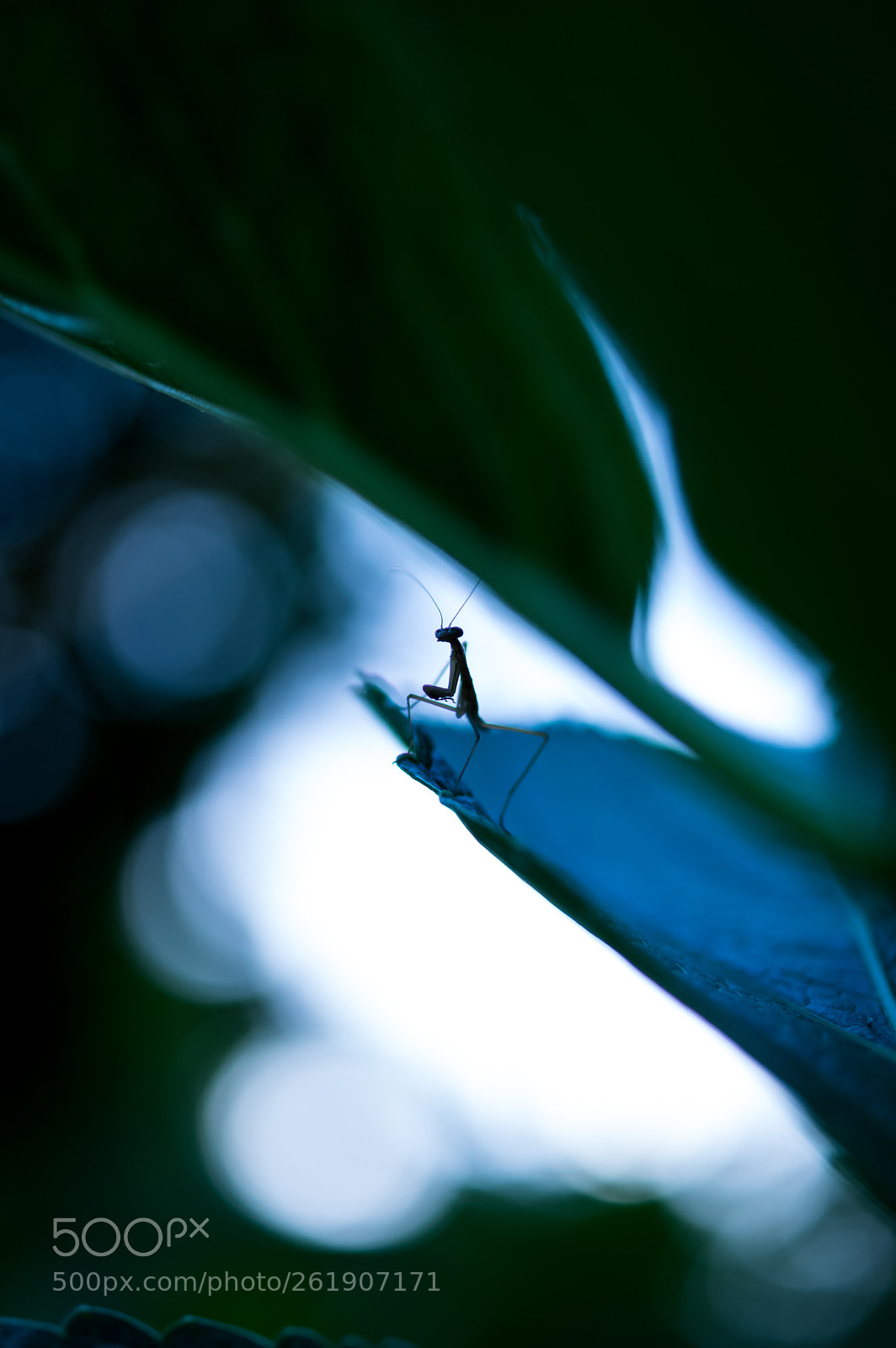 Pentax K-3 II sample photo. Early summer photography