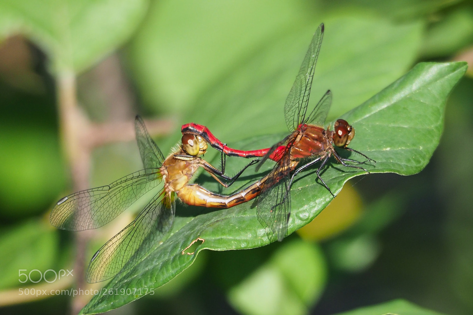 Olympus OM-D E-M1 Mark II sample photo. Loop 2 photography