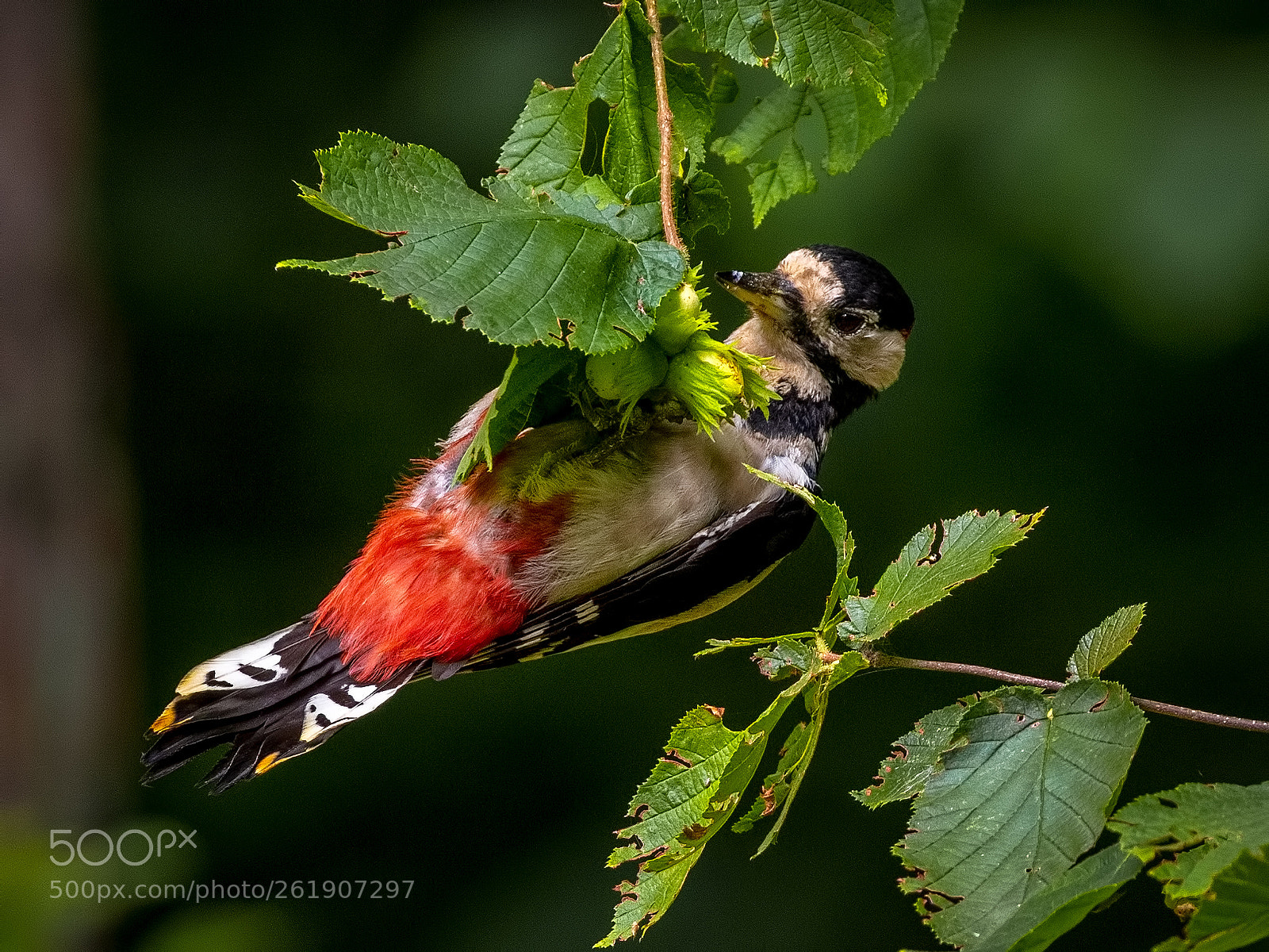 Canon EOS 7D Mark II sample photo. Woodpecker. episode 1 photography