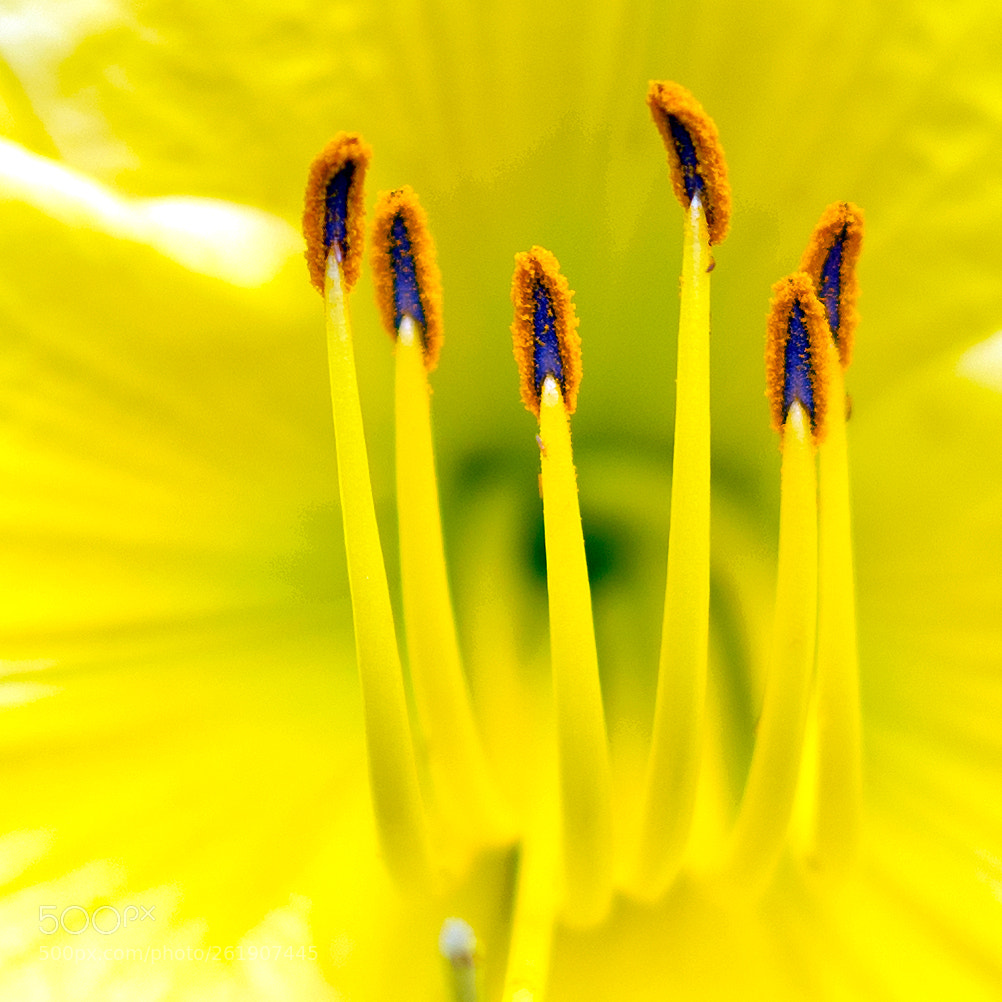 Sony a7R III sample photo. Lily pistils photography