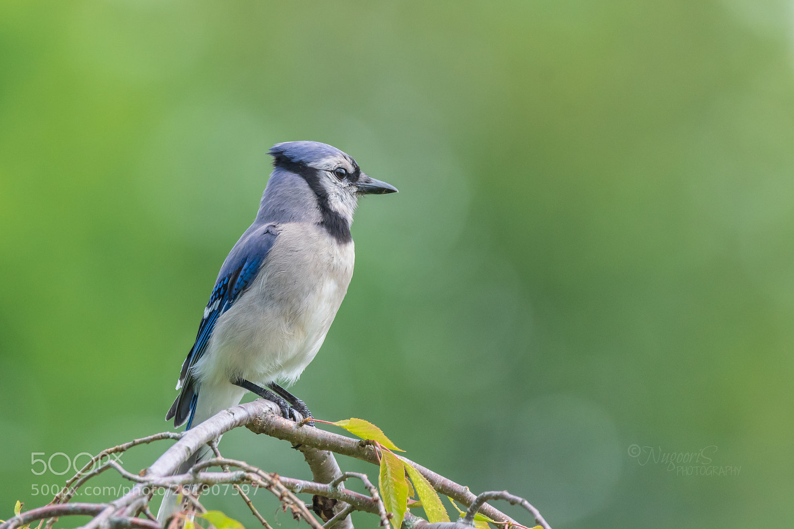 Nikon D500 sample photo. Blue jay photography