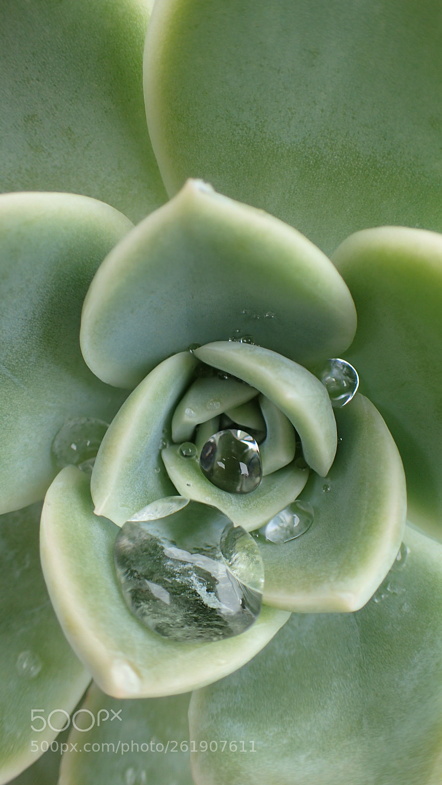 Olympus TG-4 sample photo. Enchanting echeveria photography