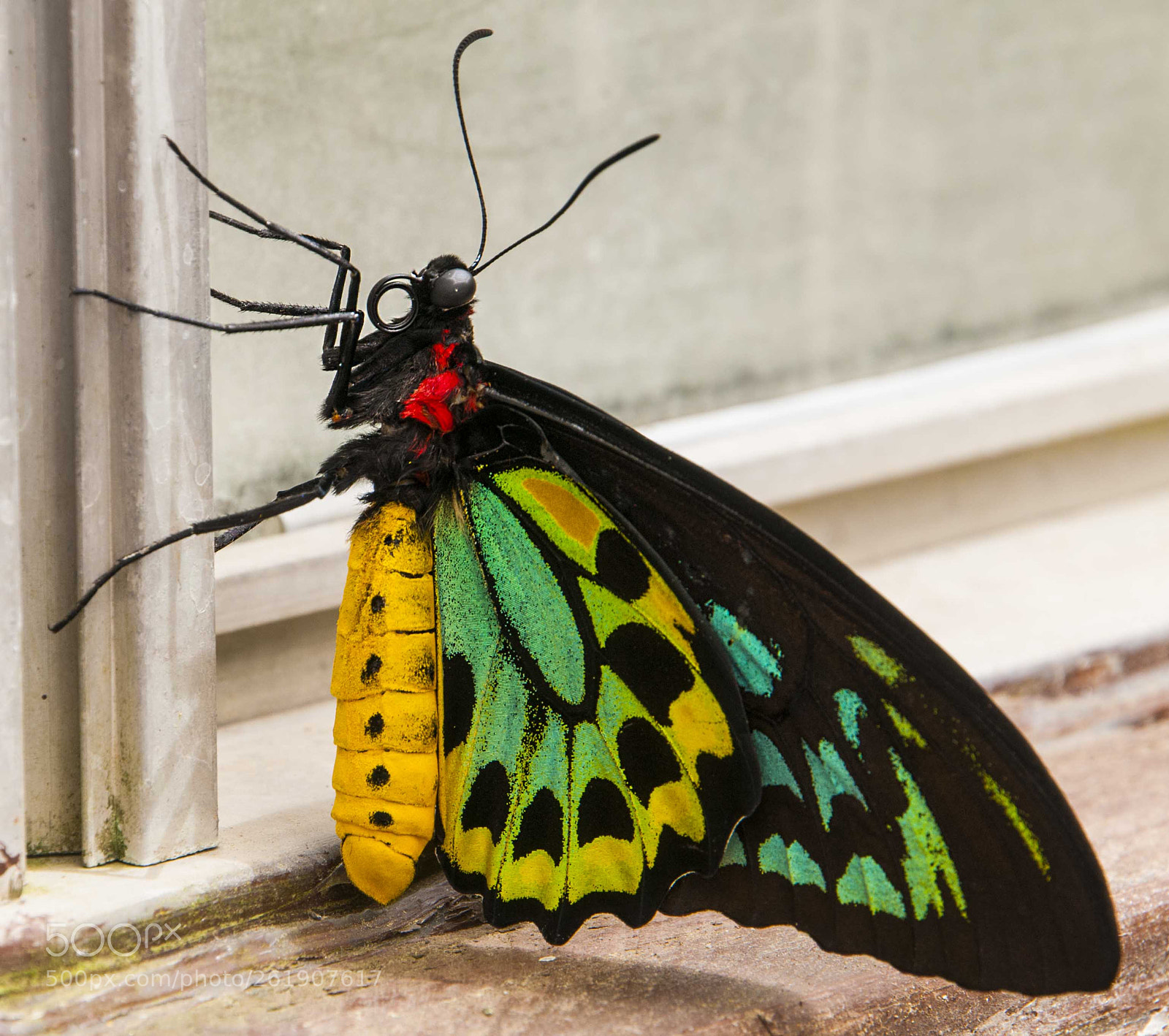 Nikon D300 sample photo. New guinea birdwing photography