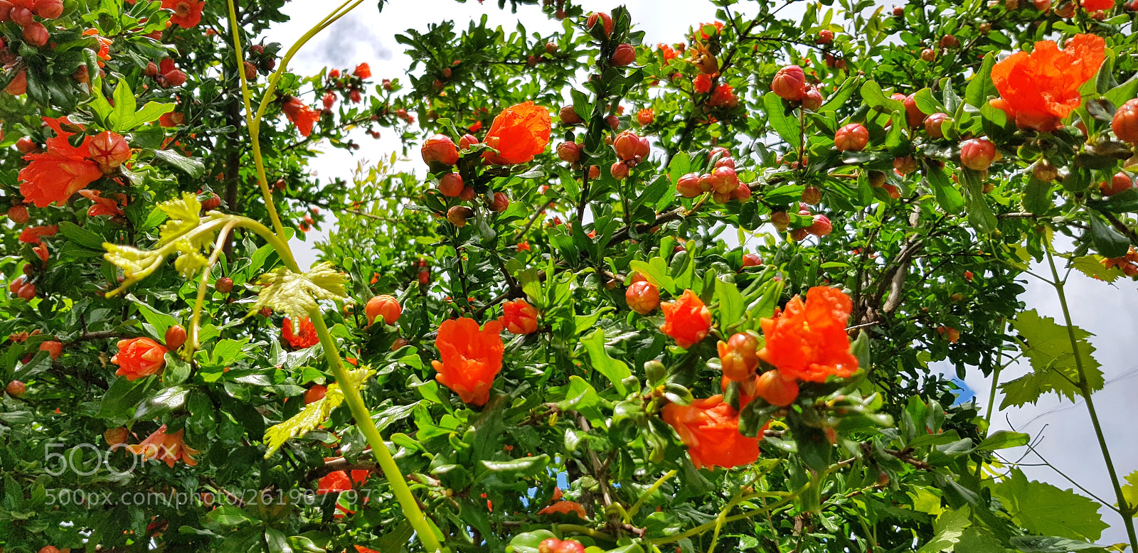 Samsung Galaxy S8 sample photo. Red & green photography