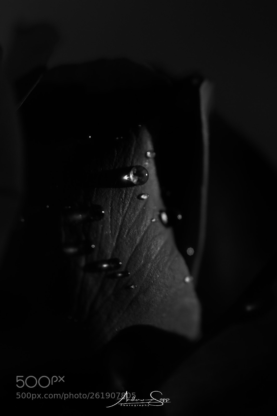 Canon EOS 70D sample photo. Dark wet rose photography