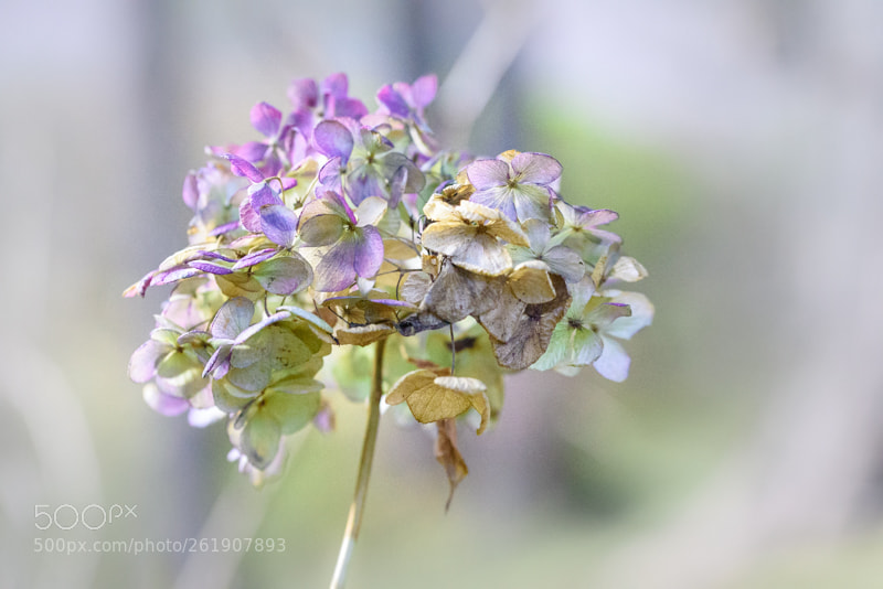 Nikon D750 sample photo. Winter color hydrangea photography