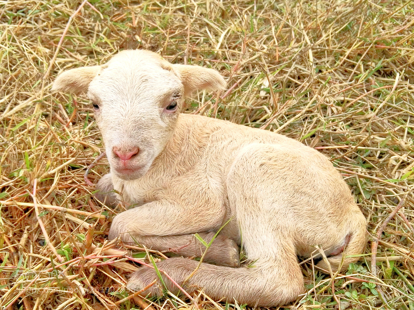 HUAWEI GX8 sample photo. Baby sheep photography