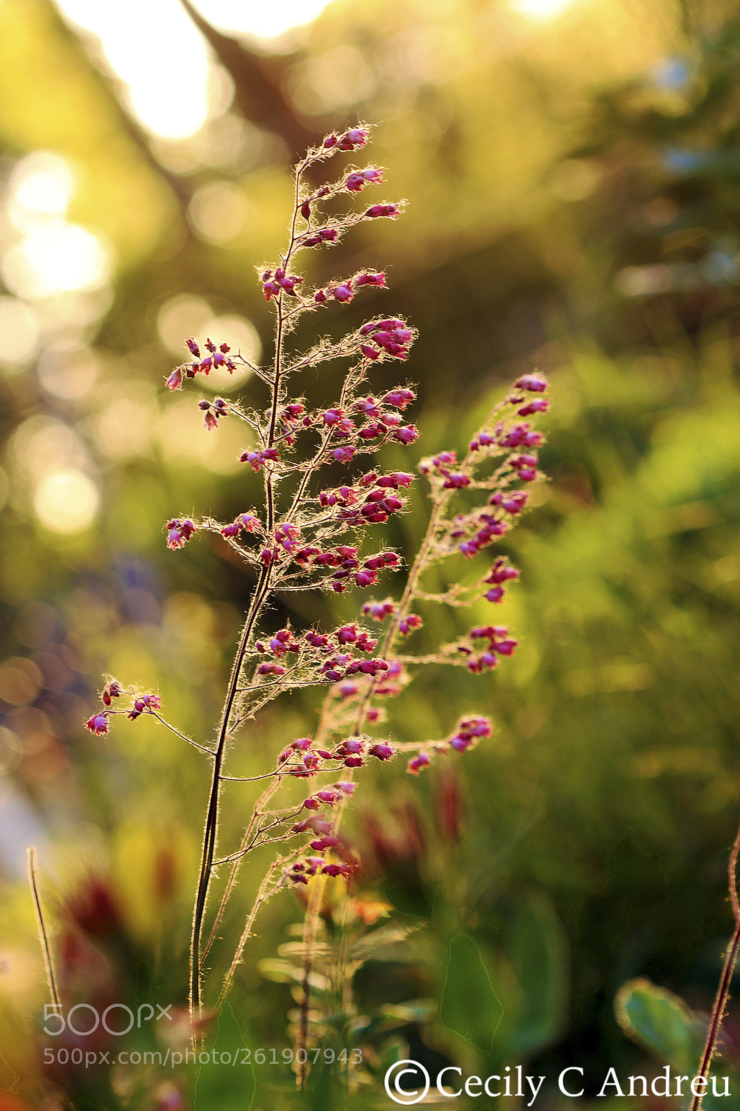 Canon EOS 40D sample photo. Sunset with coral bells photography