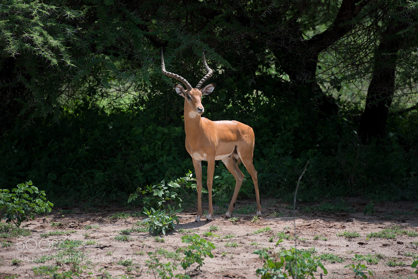 Nikon D800 sample photo. Kudu photography