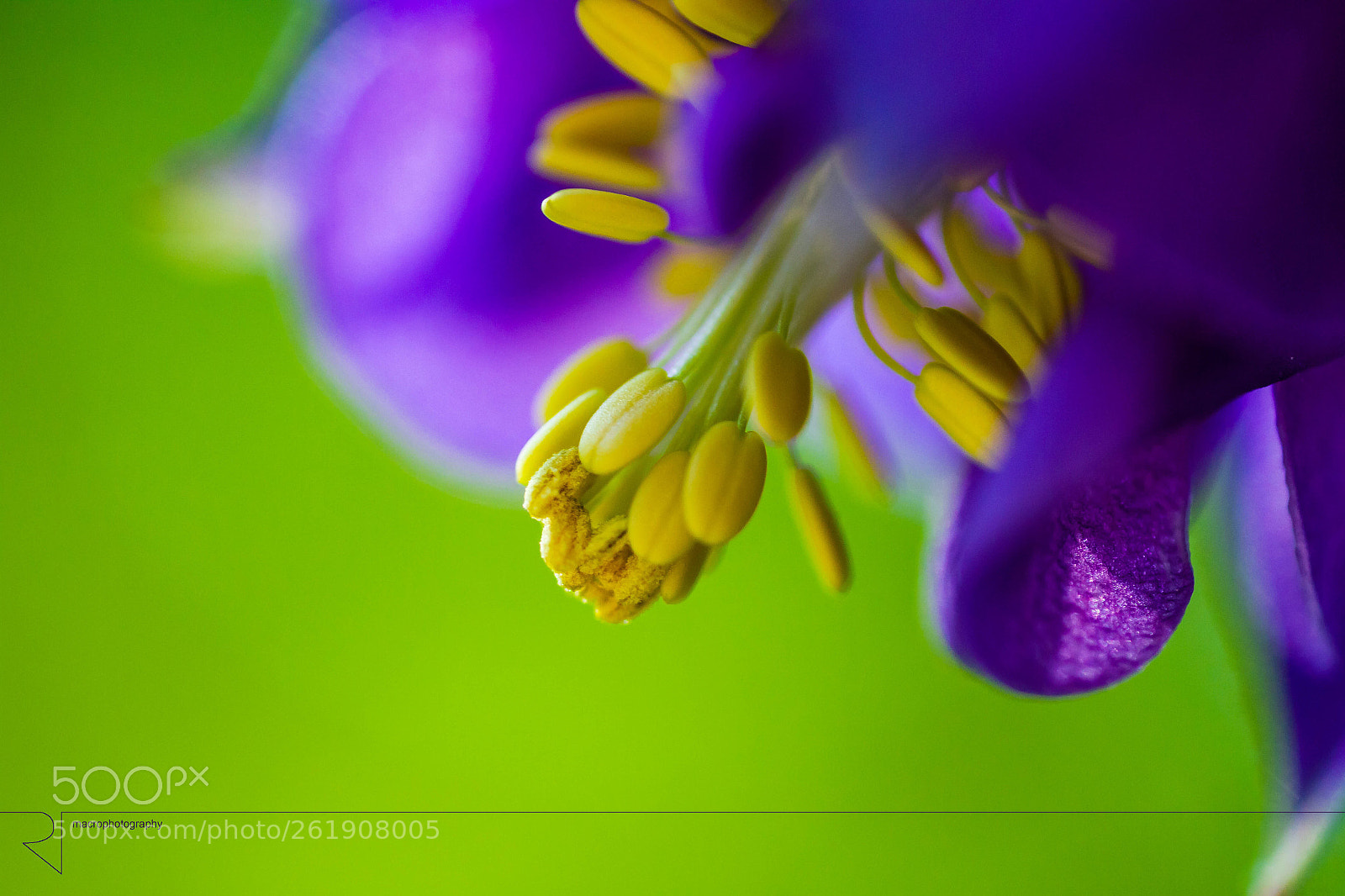 Canon EOS 7D sample photo. Golden spoon  photography