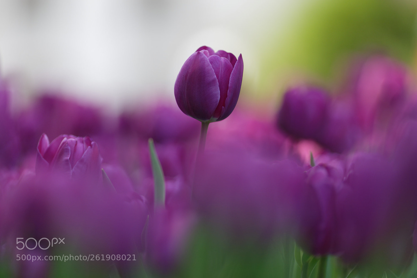 Canon EOS 6D Mark II + Canon EF 135mm F2L USM sample photo. Tulips photography