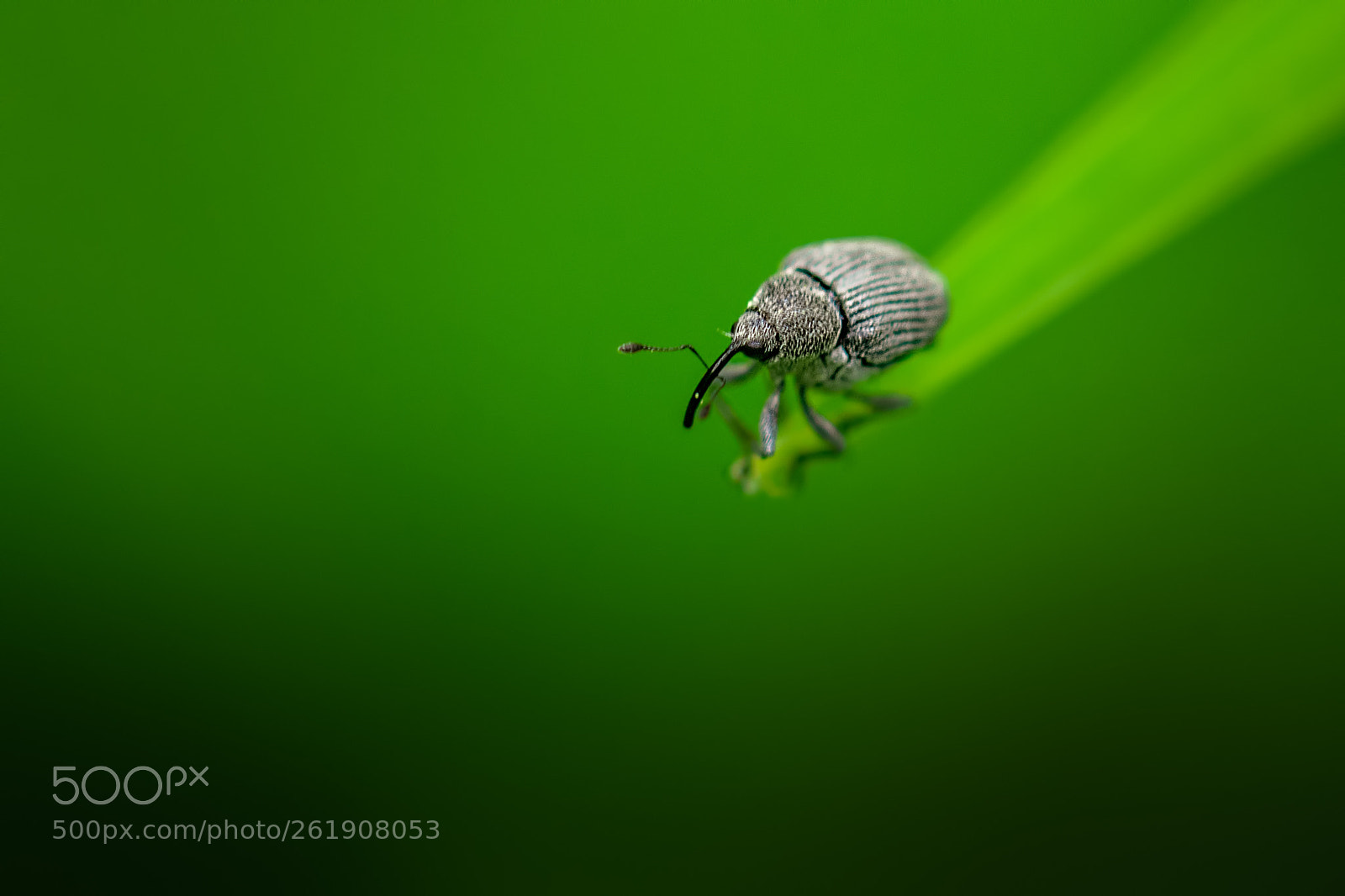 Nikon D7100 sample photo. Weevil photography