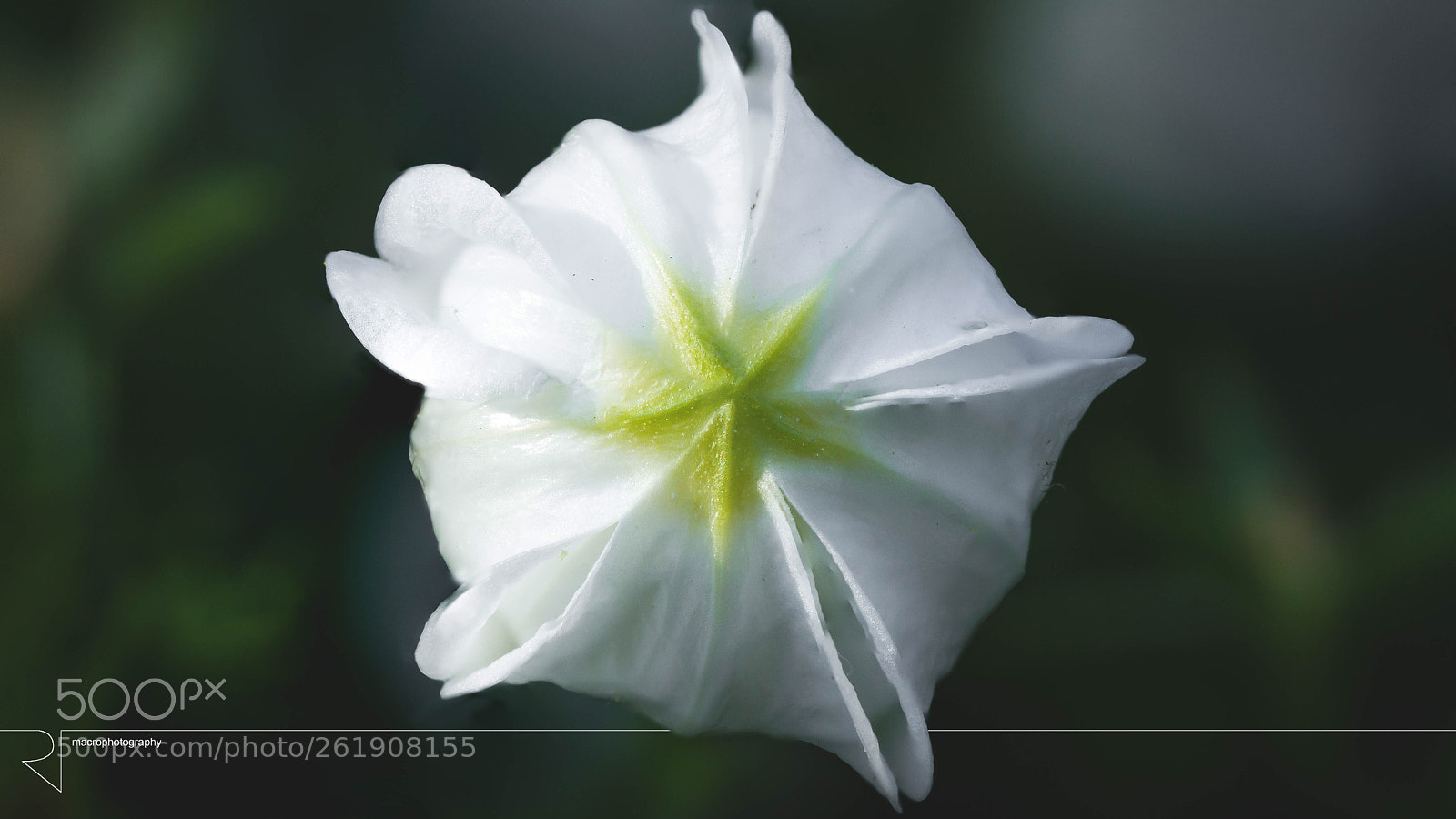 Canon EOS 7D sample photo. White star  photography