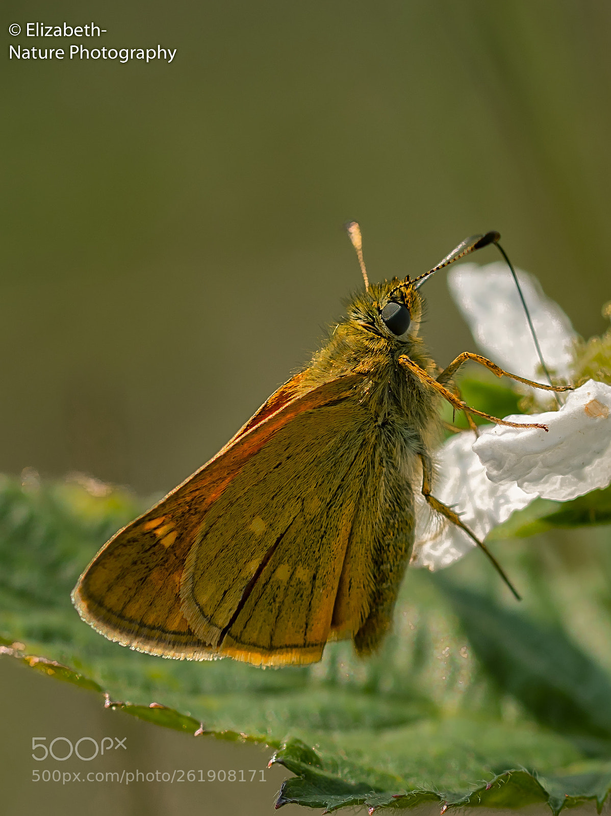 Sigma 105mm F2.8 EX DG OS HSM sample photo. Ochlodes sylvanus large skipper photography