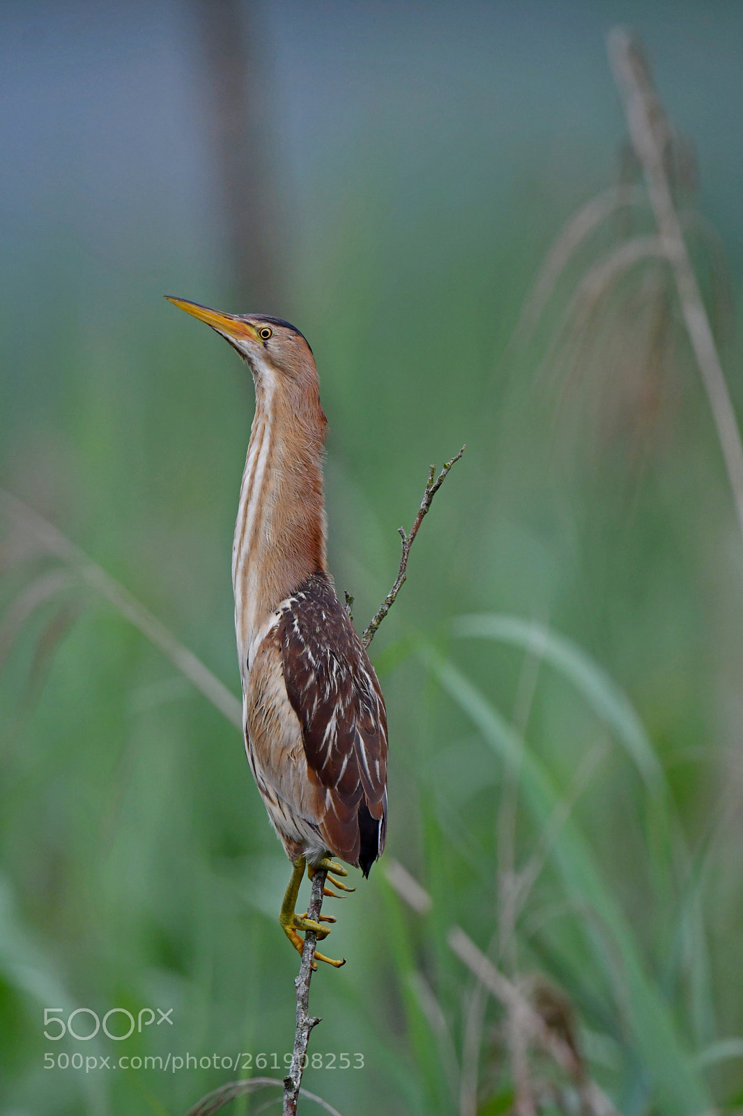 Nikon D500 + Nikon AF-S Nikkor 600mm F4G ED VR sample photo. Little bittern photography