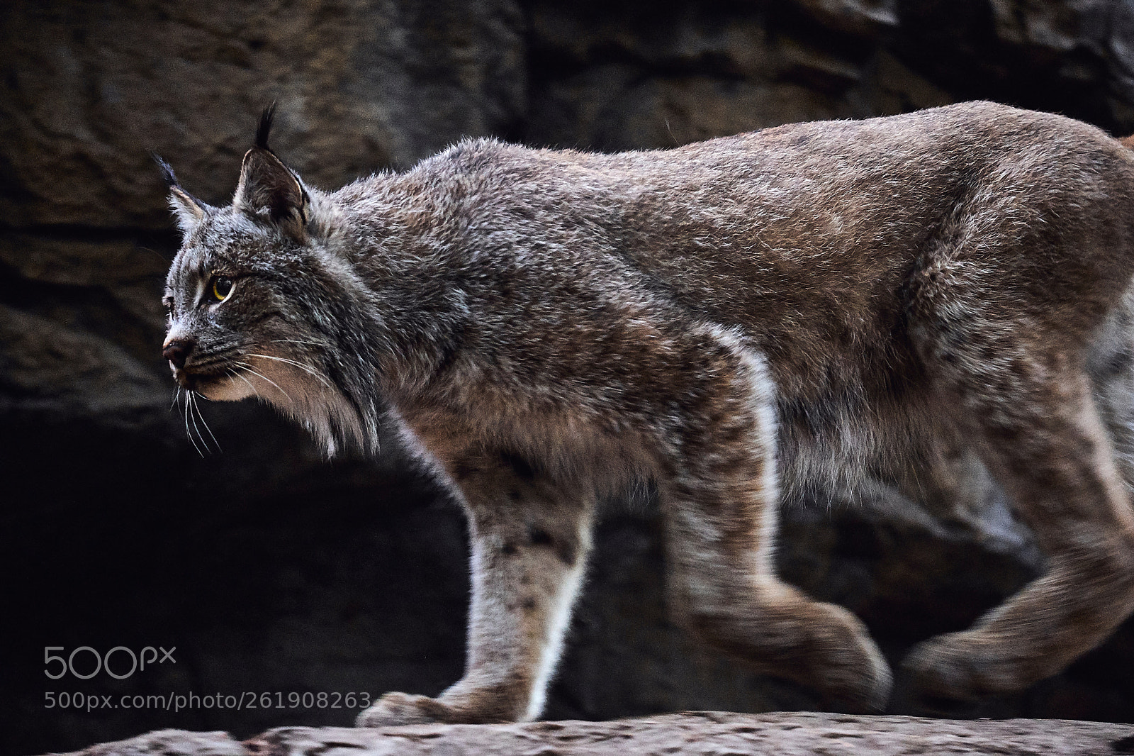 Fujifilm X-T2 sample photo. Lynx in motion photography