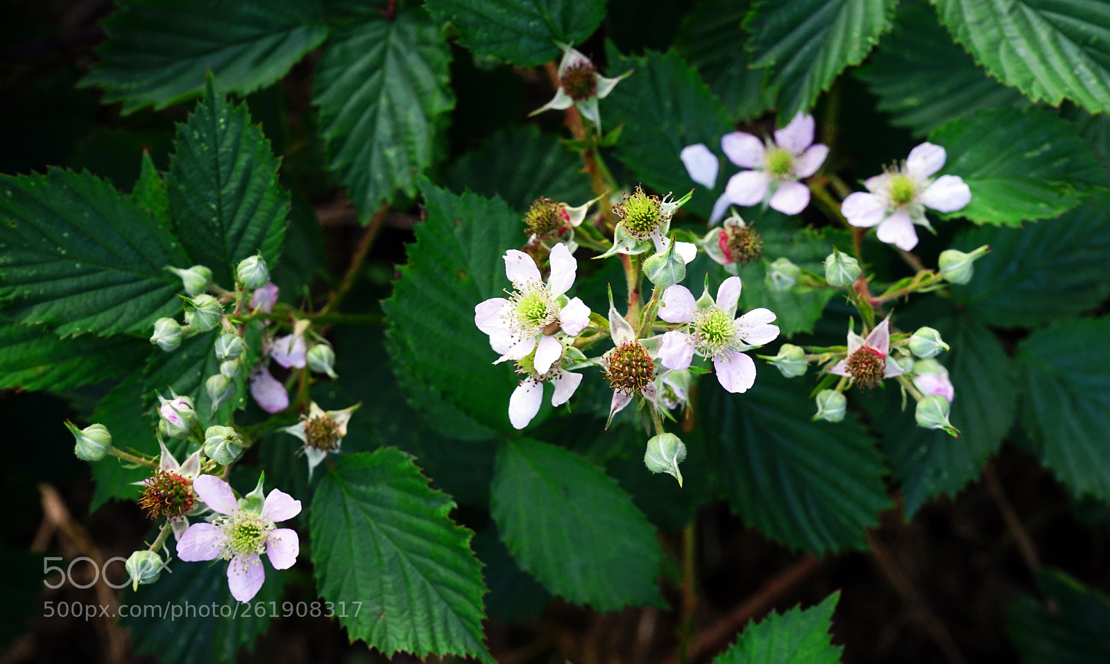 Sony a7 II sample photo. Bramble flowers photography