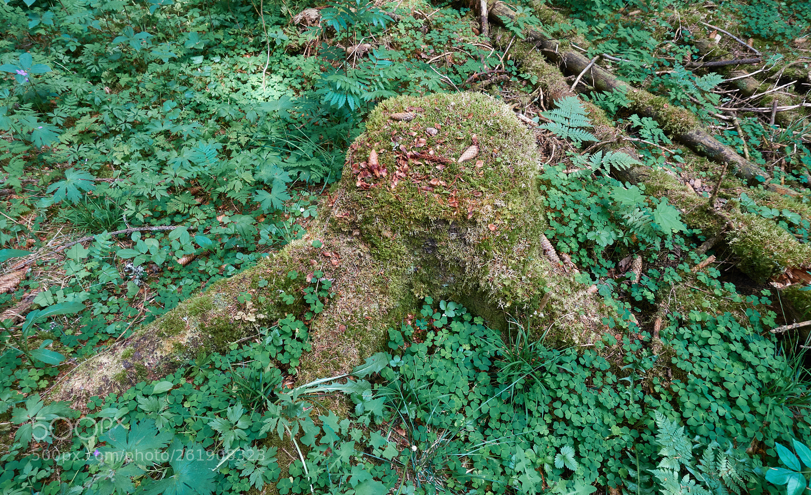 Sony Cyber-shot DSC-RX100 IV sample photo. Old tree stump photography