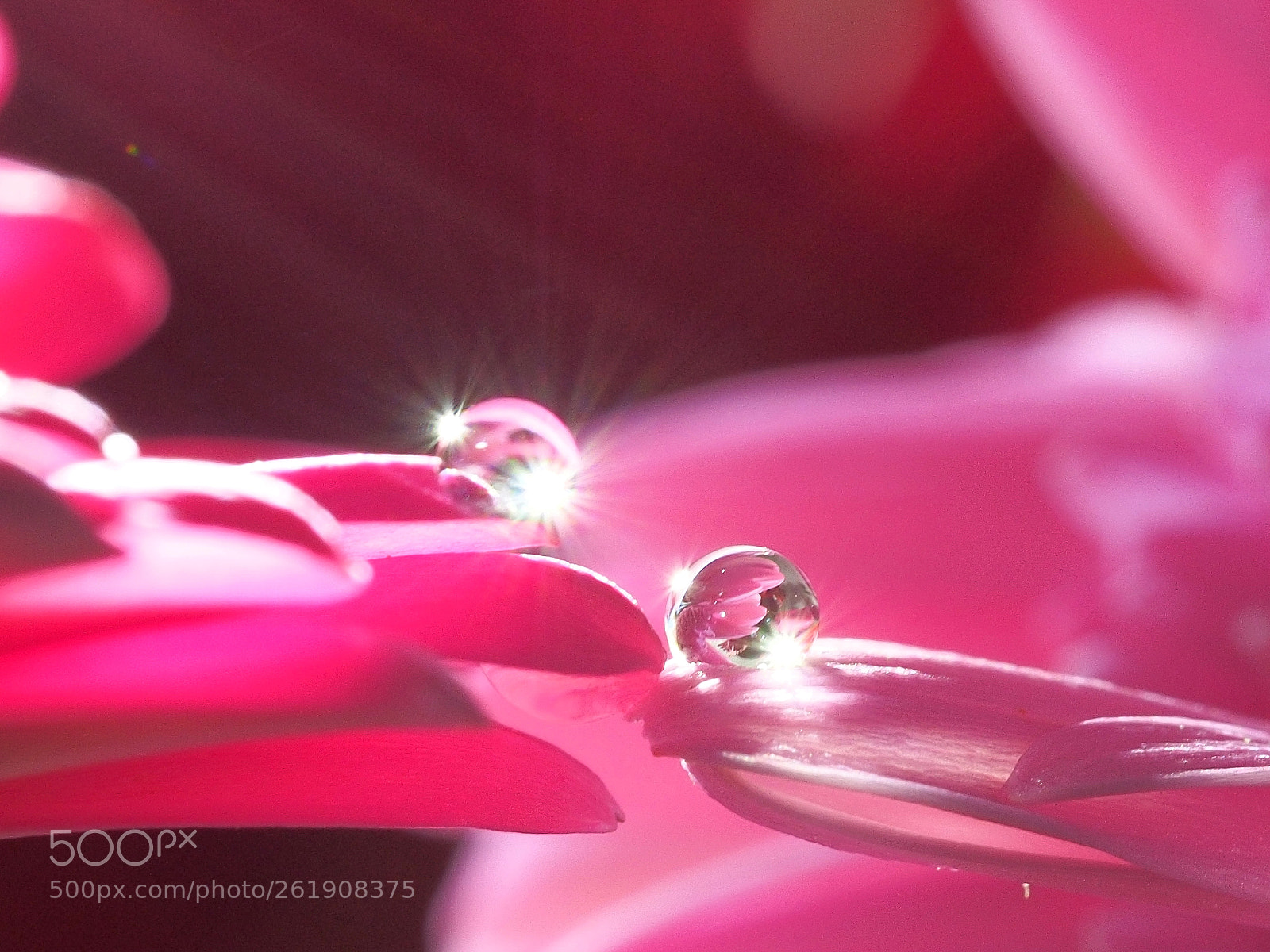 Olympus PEN E-PL5 sample photo. Dewdrops photography