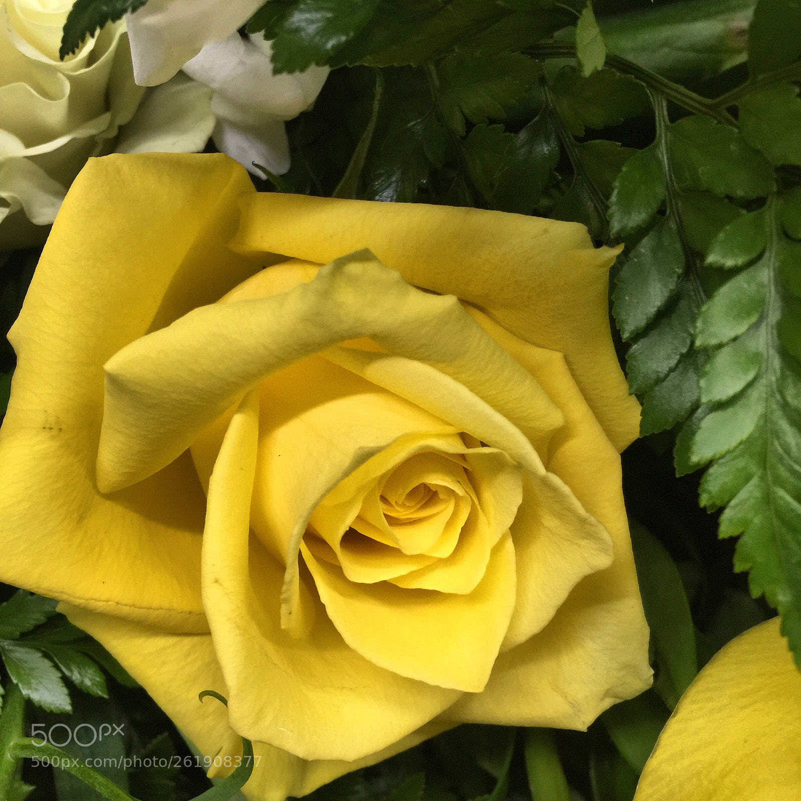 Apple iPhone 6 Plus sample photo. Today’s flower ?  photography