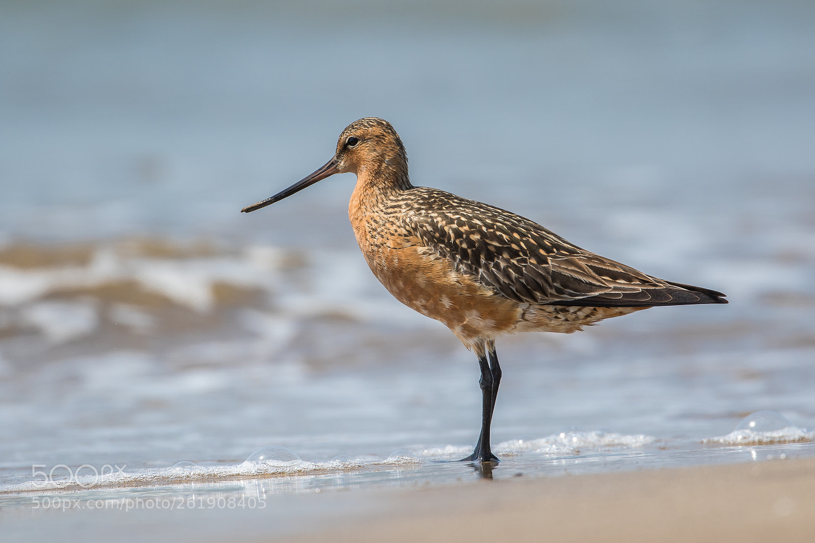 Canon EOS 7D Mark II sample photo. Bar-tailed godwit (male) photography