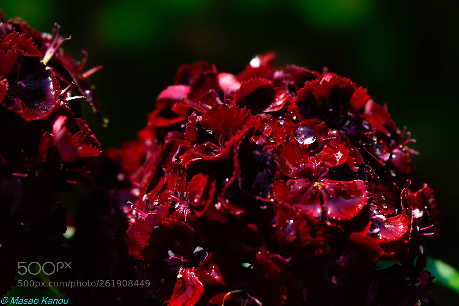 Sony a7R III sample photo. Red water drops photography