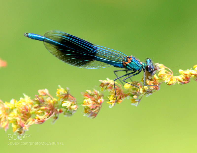 Canon EOS 7D Mark II + Canon EF 300mm F4L IS USM sample photo. Banded damselfly photography