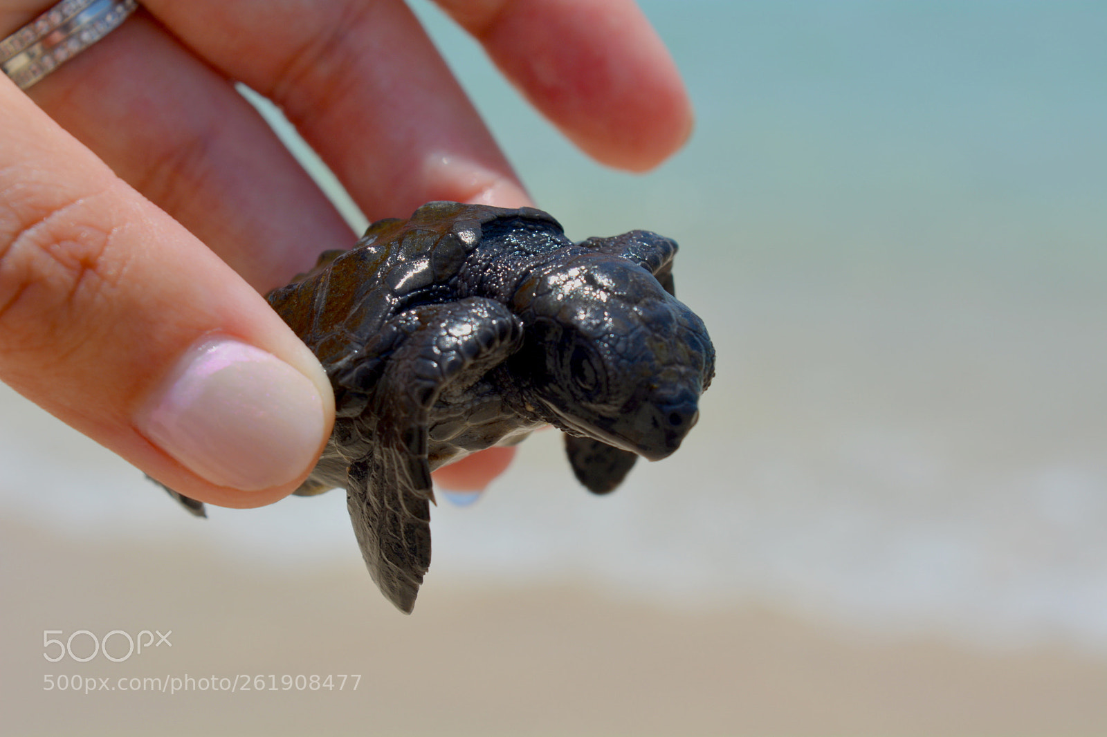 Nikon D5200 sample photo. Turtle photography