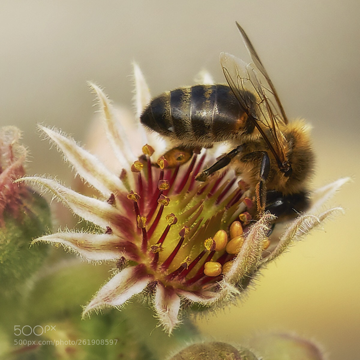 Sony a7 sample photo. Bees knees photography