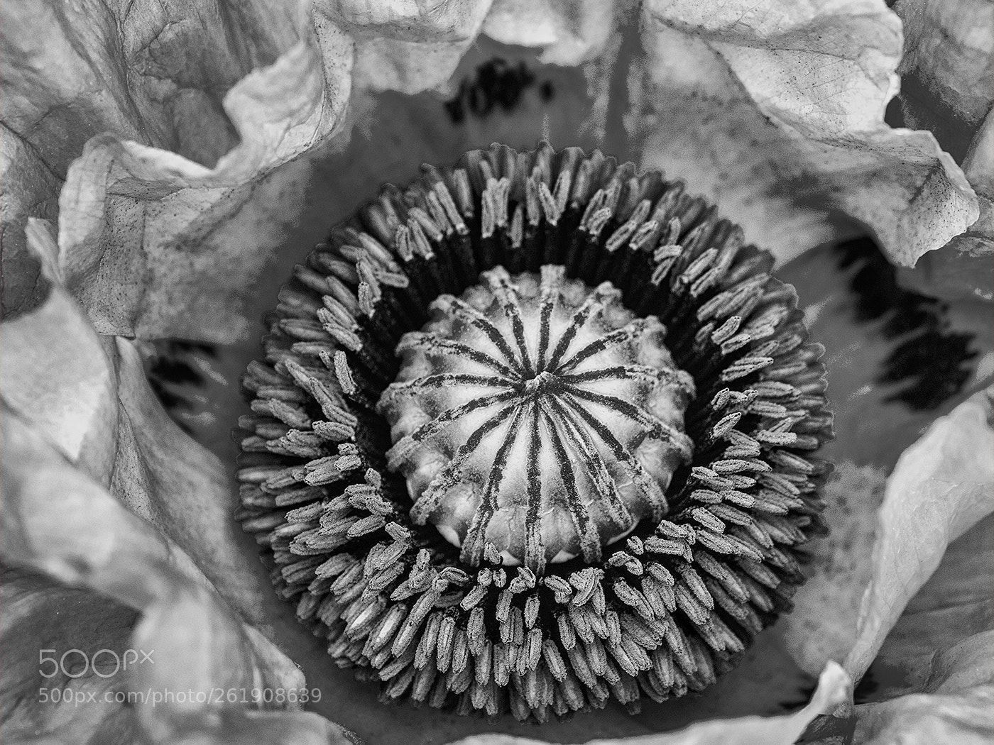 Canon EOS 70D sample photo. Poppy detail b&w photography