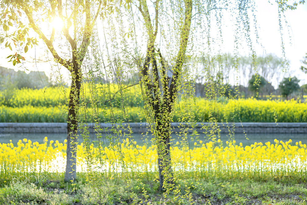 Sony a99 II sample photo. 春光洋溢 photography