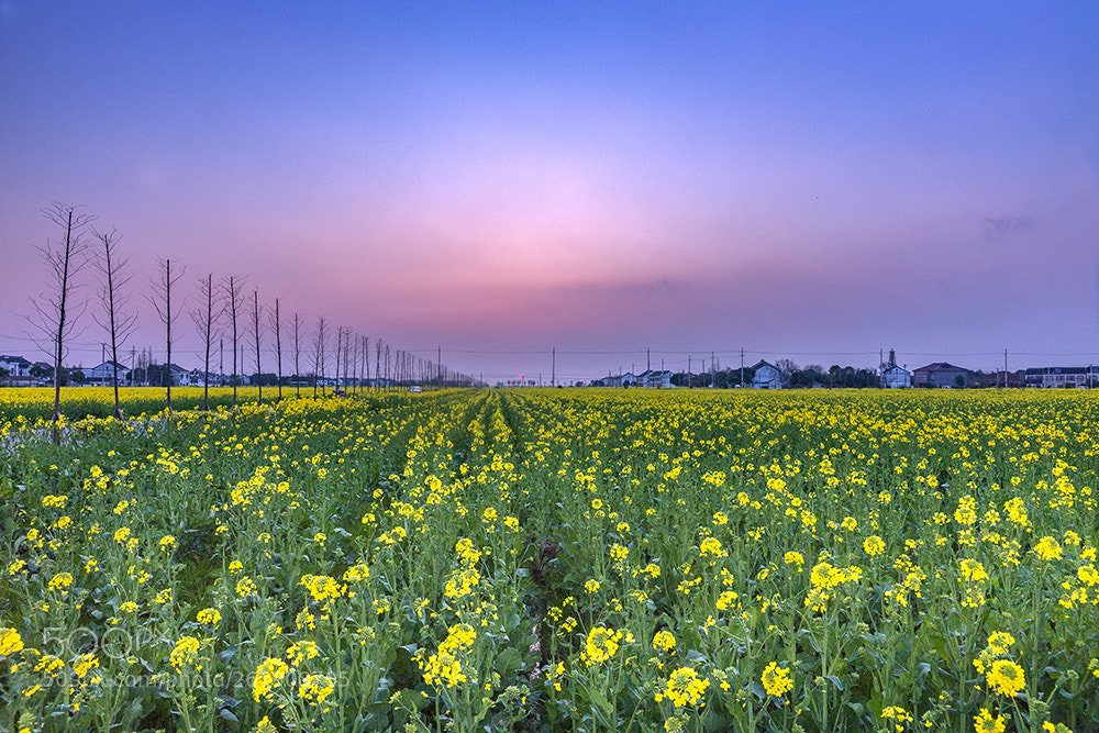 Sony a99 II sample photo. 春暖花开时 photography