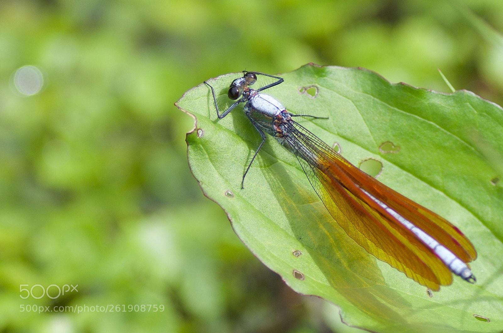 Pentax K-30 sample photo. Resting photography