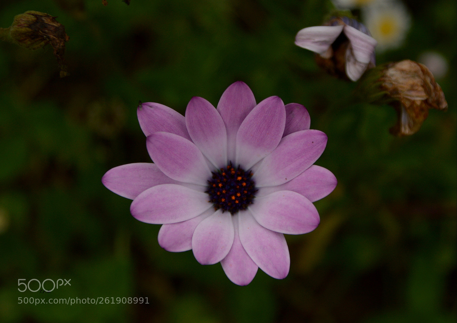 Nikon D3200 sample photo. Colores ( colours ) . photography