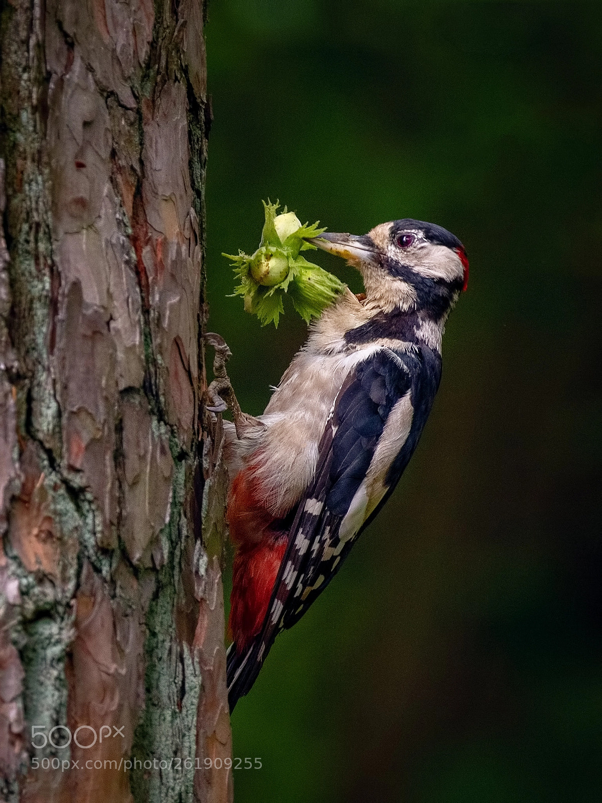 Canon EOS 7D Mark II sample photo. Woodpecker. episode 2 photography