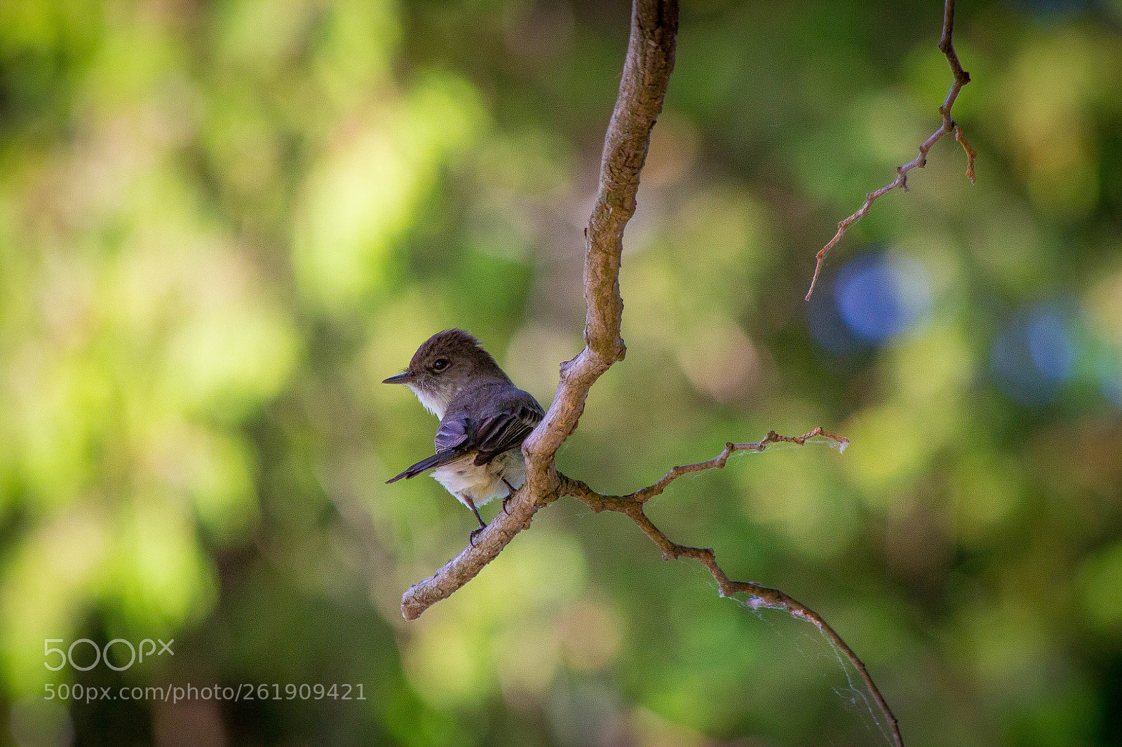 Canon EOS 600D (Rebel EOS T3i / EOS Kiss X5) sample photo. Seehaus swallow photography
