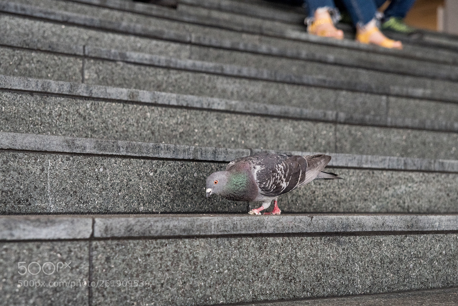 Pentax K-1 sample photo. A pigeon in the photography