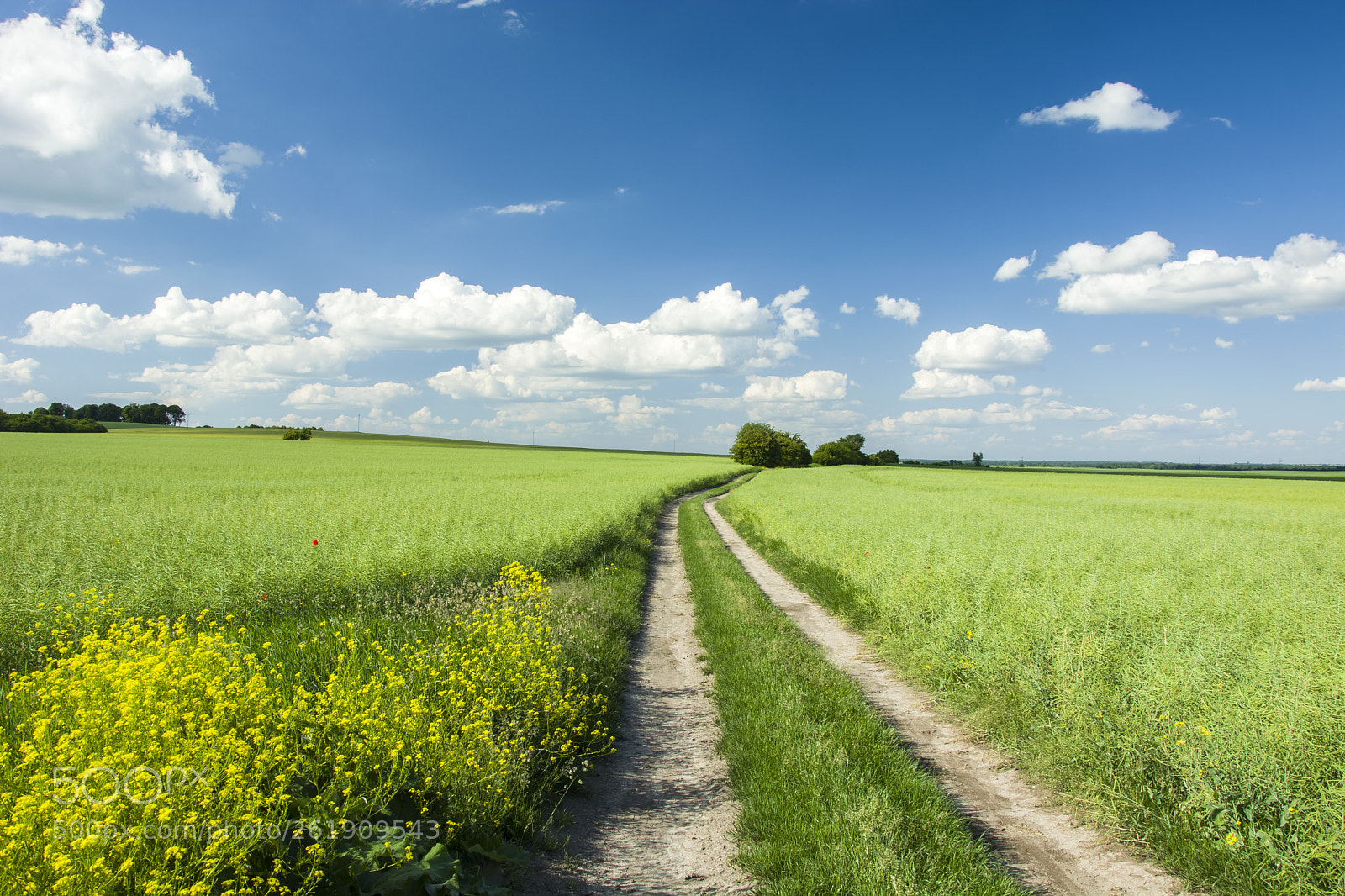 Nikon D5200 sample photo. Rural road through green photography