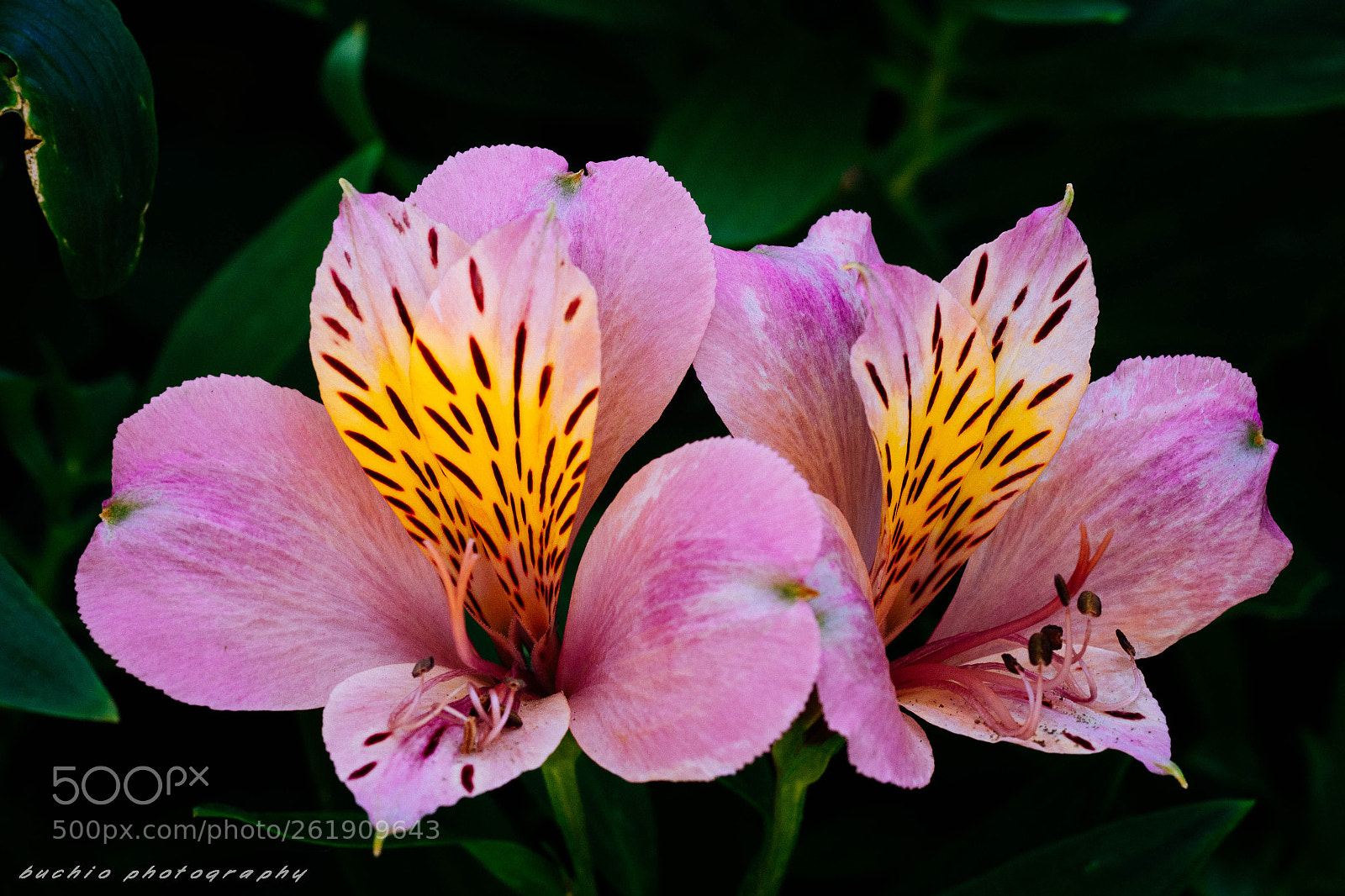 Olympus OM-D E-M1 Mark II sample photo. Alstroemeria photography