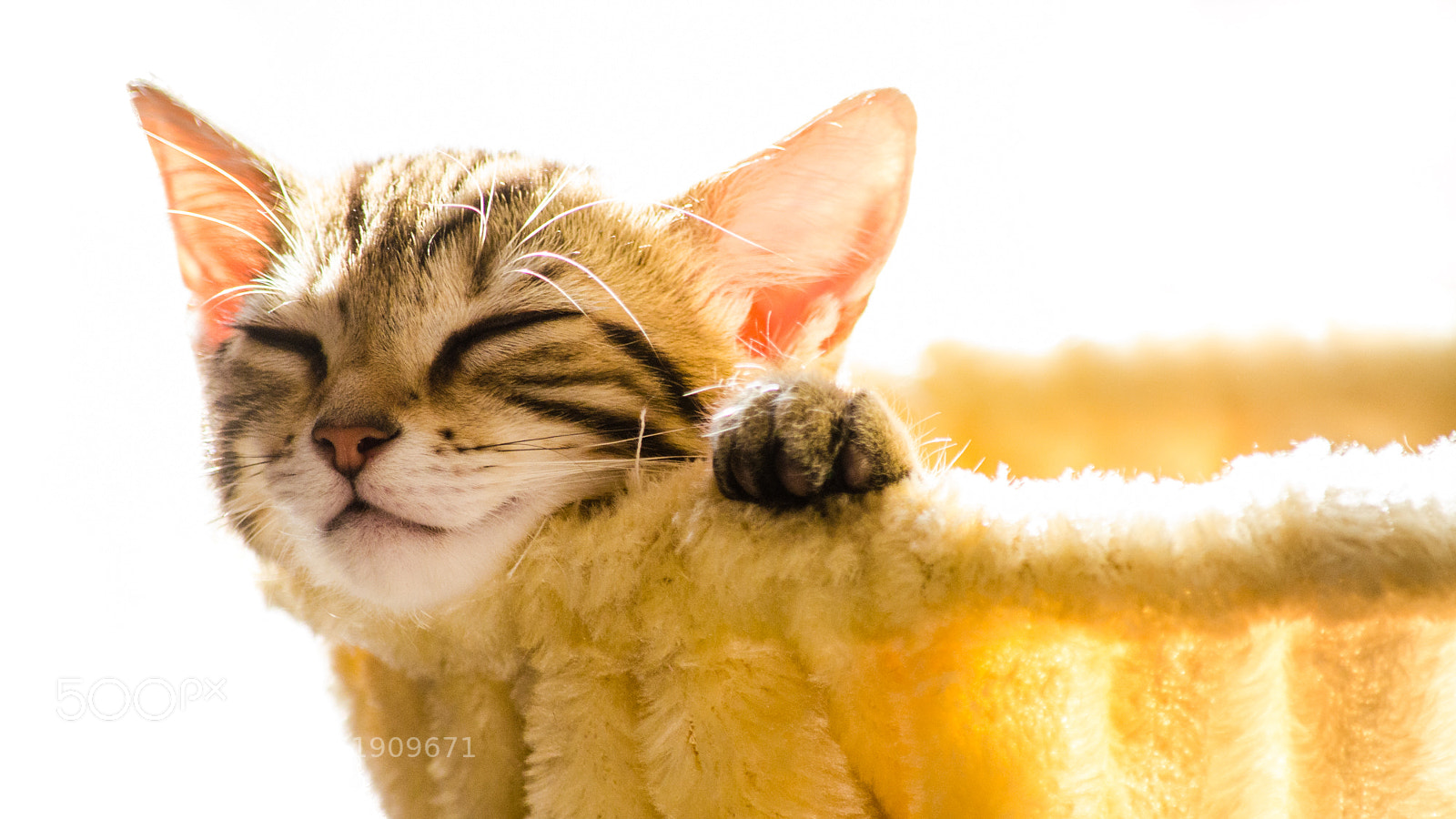Nikon D5100 sample photo. Let sleeping kats lie photography