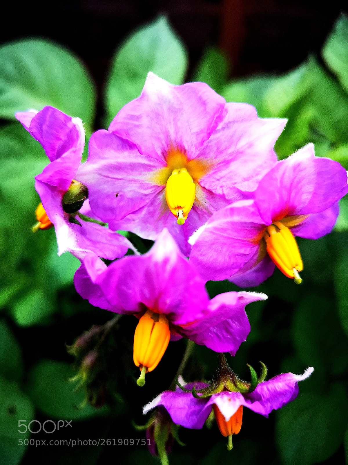 HUAWEI CLT-L09 sample photo. Potato photography