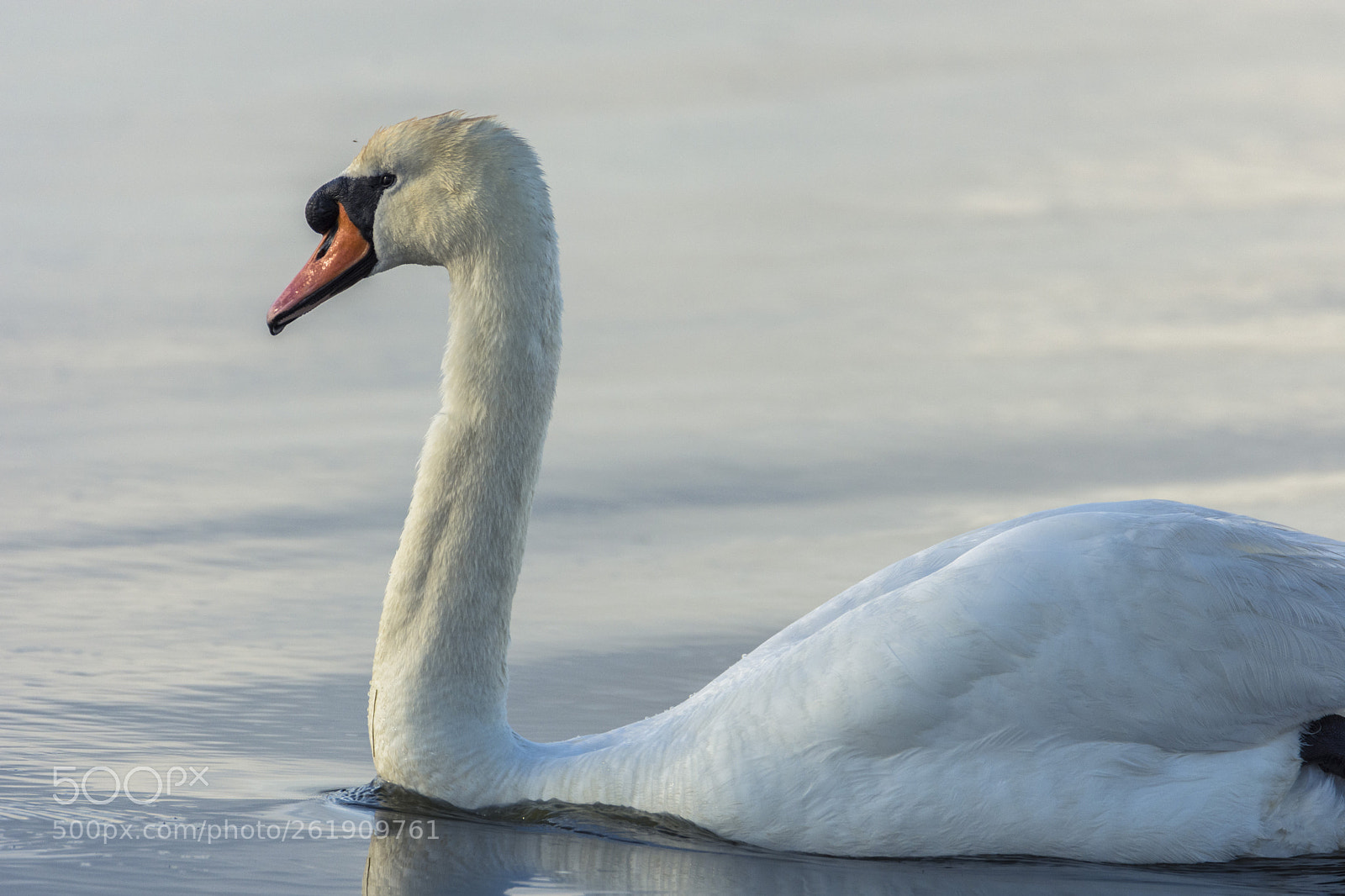 Nikon D7200 sample photo. Mute swan photography