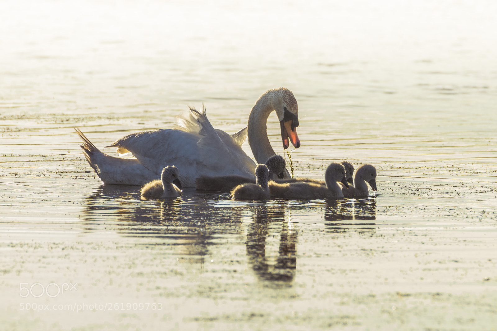 Nikon D7200 sample photo. Muteswan and cygnets photography