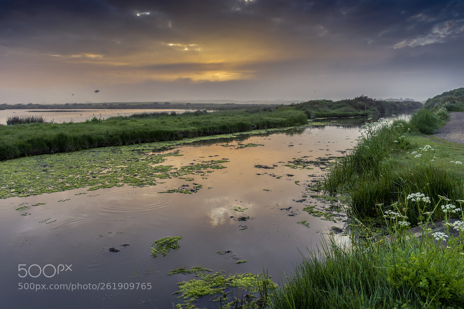 Nikon D7200 sample photo. Pennington marsh photography