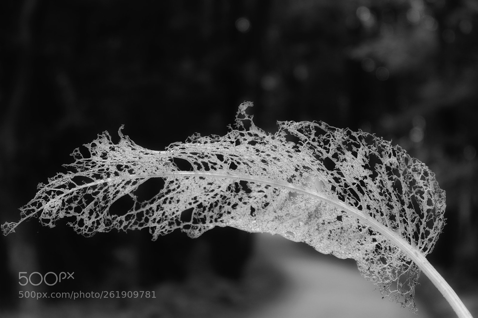 Fujifilm X-T1 sample photo. Lacy leaf photography