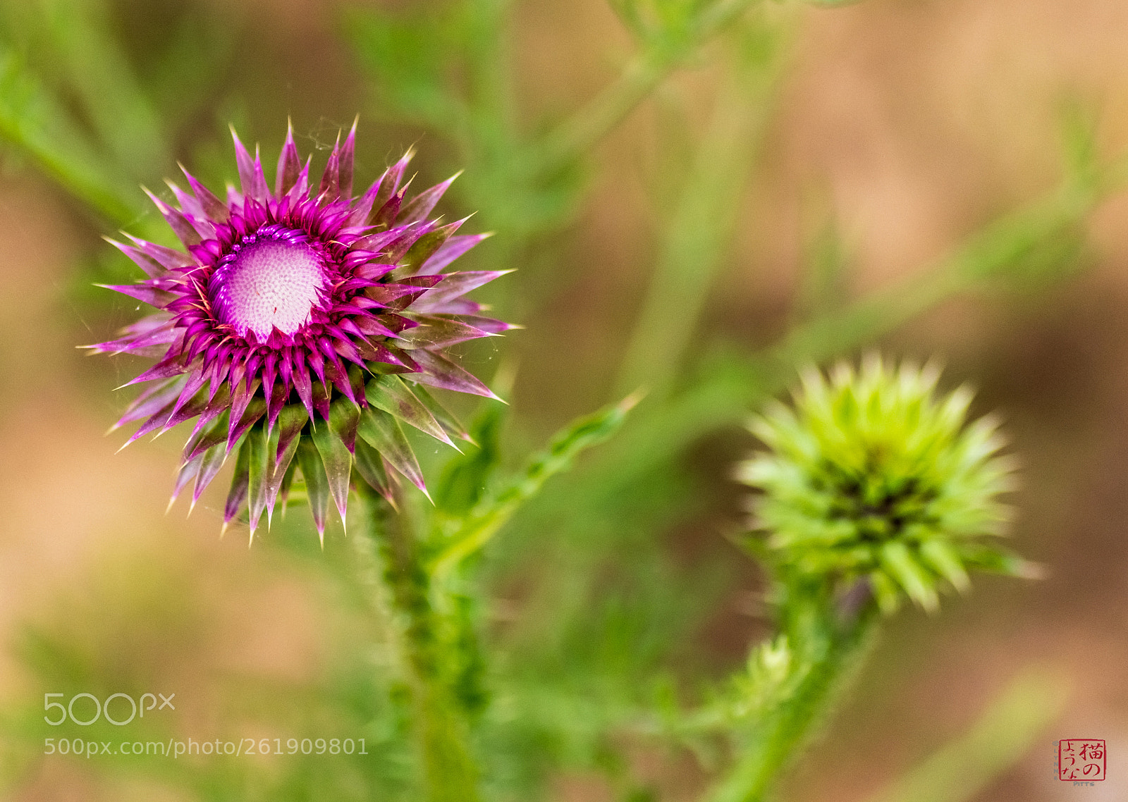 Nikon D500 sample photo. Thistle's progress photography
